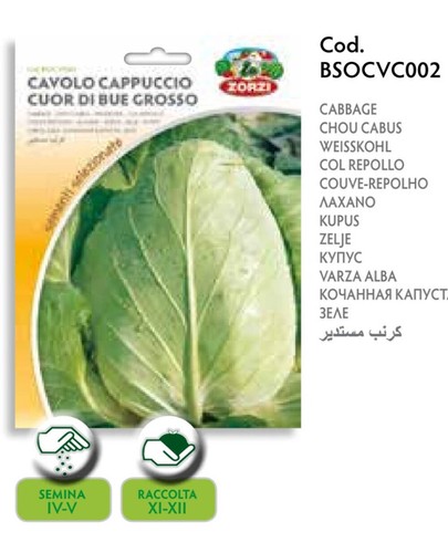 Semi cavolo cappuccio bianco - cappuccio,