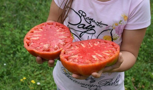 Big zak tomato - zak, cuore