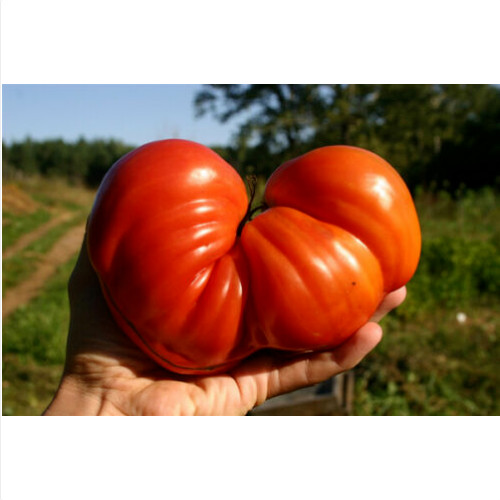 Pomodoro cuore bue gigante - di,