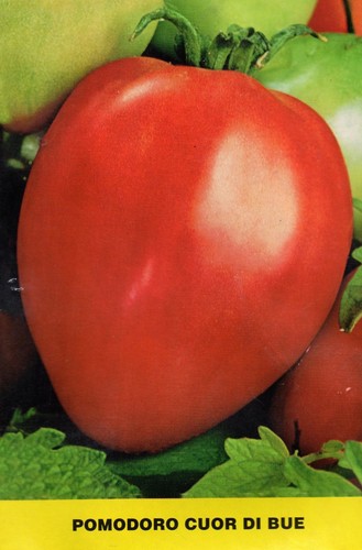 250 semi pomodoro - 250,