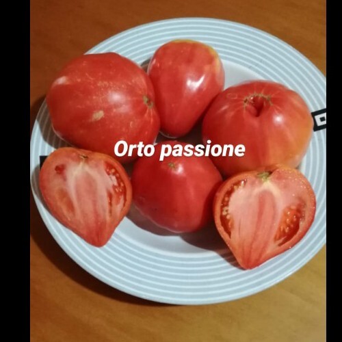 Semi pomodoro cuore bue - di,
