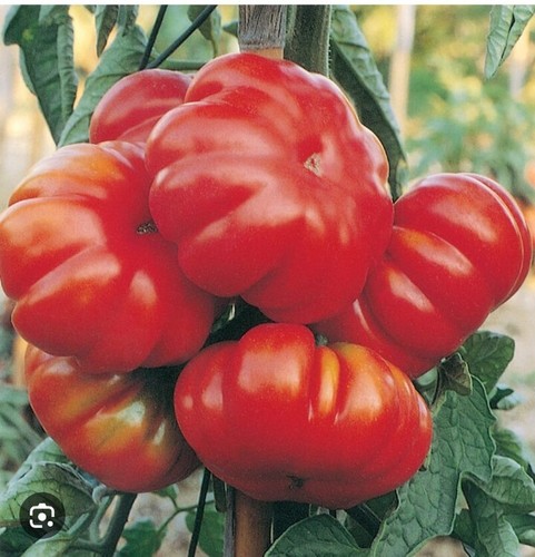 250 semi pomodoro - 250,