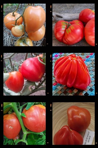 Assortimento pomodori cuore - assortimento,