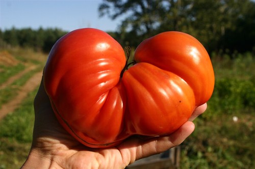 Pomodoro cuore bue gigante - cuore,