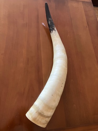 Corno bue altezza cm - bue,