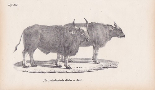 Der sylhetanische ochse und - sylhetanische,