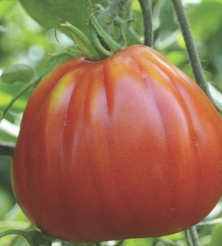 250 semi pomodoro cuor - 250, di